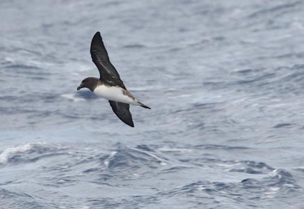Tahiti Petrel (Pseudobulweria rostrata) photo