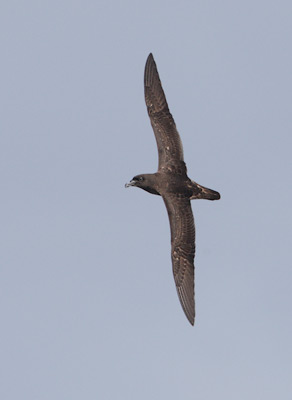 Tahiti Petrel (Pseudobulweria rostrata) photo
