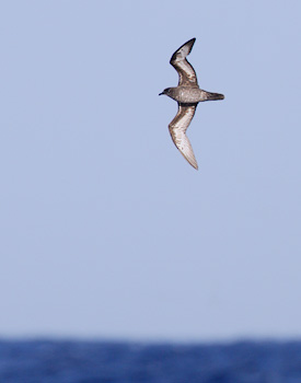 Trinidade (Herald) Petrel (Pterodroma arminjoniana) photo