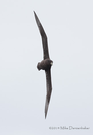 White-chinned Petrel (Procellaria aequinoctialis) photo
