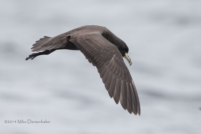 White-chinned Petrel (Procellaria aequinoctialis) photo