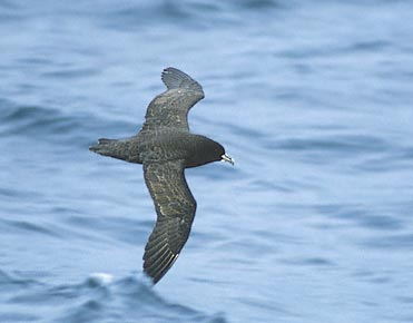White-chinned Petrel (Procellaria aequinoctialis) photo image