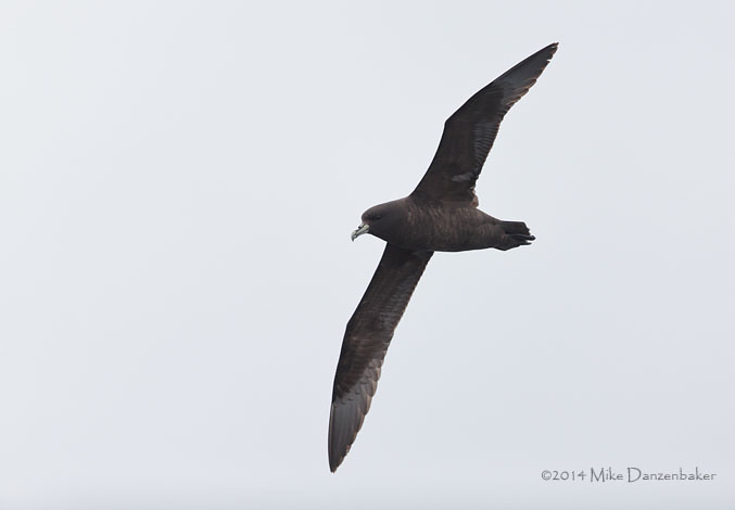 White-chinned Petrel (Procellaria aequinoctialis) photo