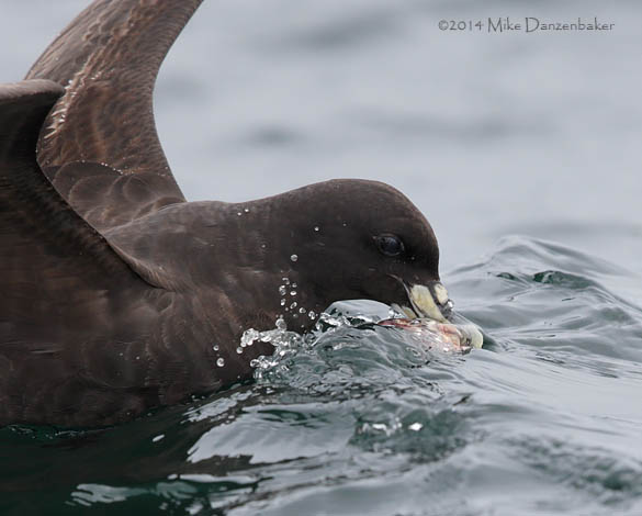 White-chinned Petrel (Procellaria aequinoctialis) photo