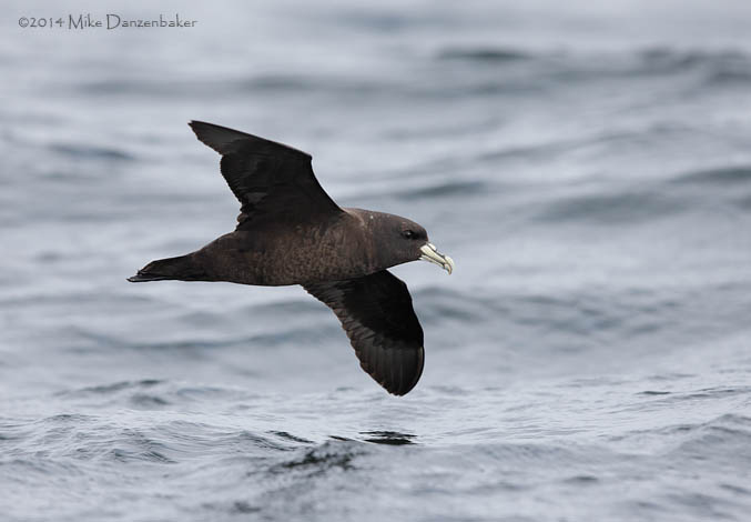 White-chinned Petrel (Procellaria aequinoctialis) photo