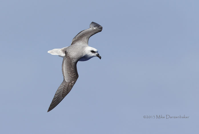 White-headed Petrel (Pterodroma lessonii) photo