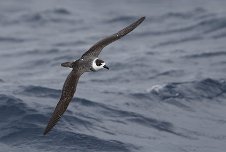 White-necked Petrel (Pterodroma cervicallis) photo