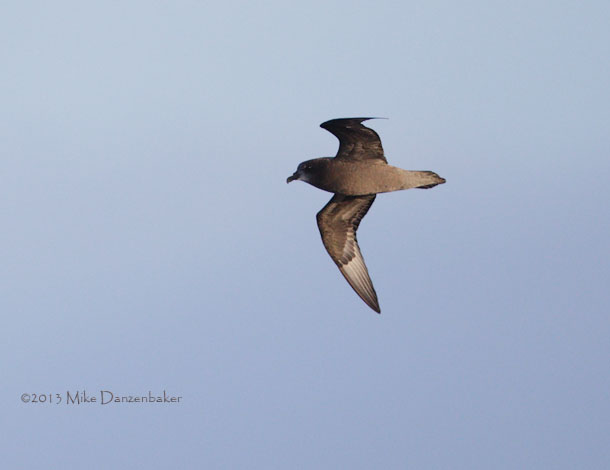 Unidentified Petrel (Pterodroma incerta) photo