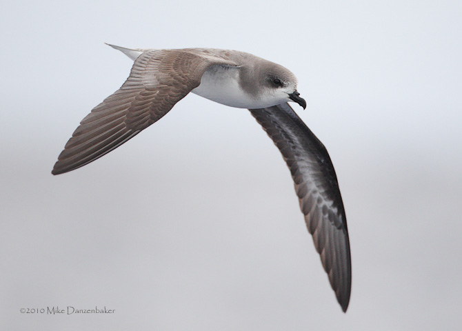Zino's Petrel (Pterodroma madeira) photo