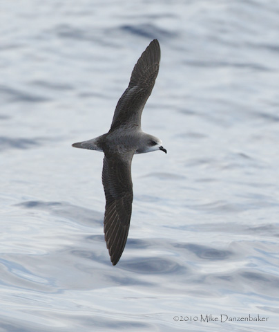Zino's Petrel (Pterodroma madeira) photo