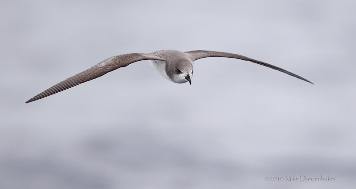 Zino's Petrel (Pterodroma madeira) photo