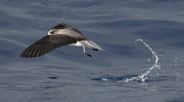 Zino's Petrel (Pterodroma madeira) photo