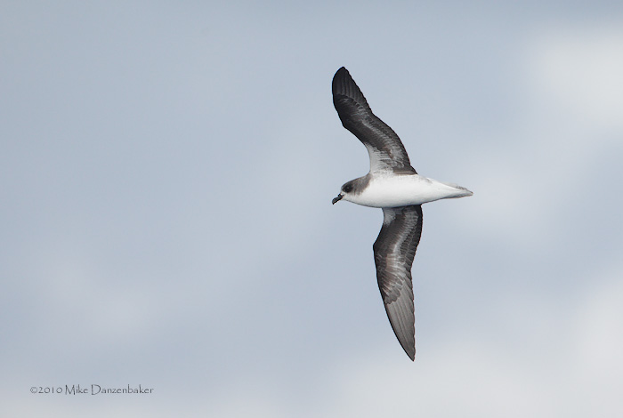 Zino's Petrel (Pterodroma madeira) photo