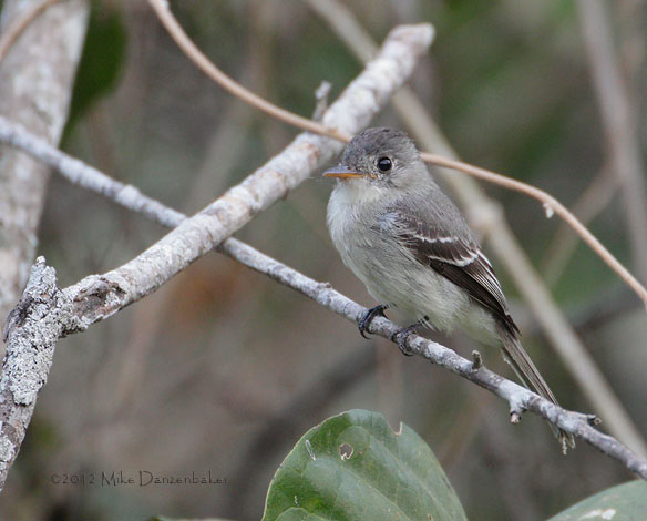 Tumbes Pewee (Contopus punensis) photo