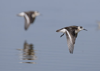 Red-necked Phalarope (Phalaropus lobatus) photo