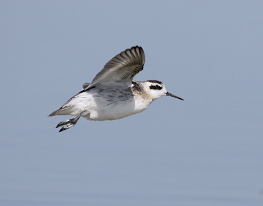 Red-necked Phalarope (Phalaropus lobatus) photo