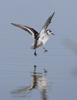 Red-necked Phalarope (Phalaropus lobatus) photo
