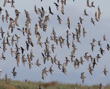 Red-necked Phalarope (Phalaropus lobatus) photo