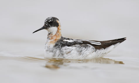 Red-necked Phalarope (Phalaropus lobatus) photo