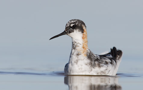 Red-necked Phalarope (Phalaropus lobatus) photo