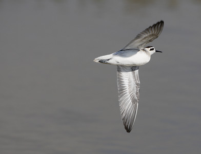 Red-necked Phalarope (Phalaropus lobatus) photo