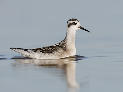 Red-necked Phalarope (Phalaropus lobatus) photo