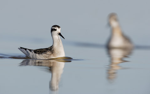 Red-necked Phalarope (Phalaropus lobatus) photo