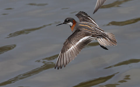 Red-necked Phalarope (Phalaropus lobatus) photo