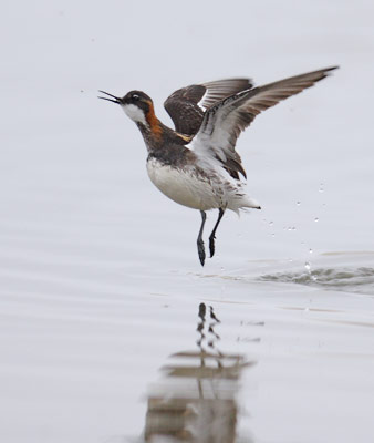Red-necked Phalarope (Phalaropus lobatus) photo