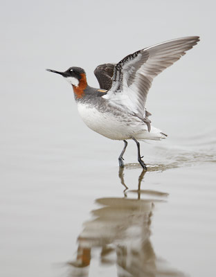 Red-necked Phalarope (Phalaropus lobatus) photo