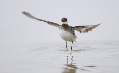 Red-necked Phalarope (Phalaropus lobatus) photo