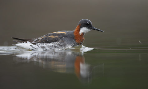 Red-necked Phalarope (Phalaropus lobatus) photo