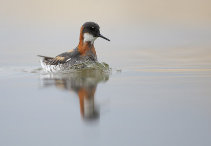 Red-necked Phalarope (Phalaropus lobatus) photo