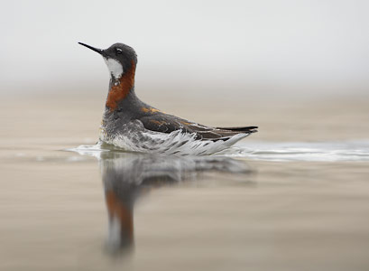 Red-necked Phalarope (Phalaropus lobatus) photo