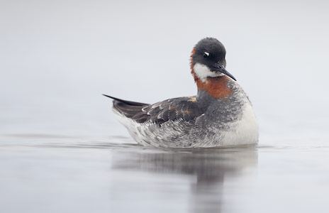 Red-necked Phalarope (Phalaropus lobatus) photo