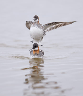 Red-necked Phalarope (Phalaropus lobatus) photo