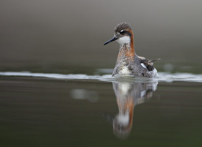 Red-necked Phalarope (Phalaropus lobatus) photo