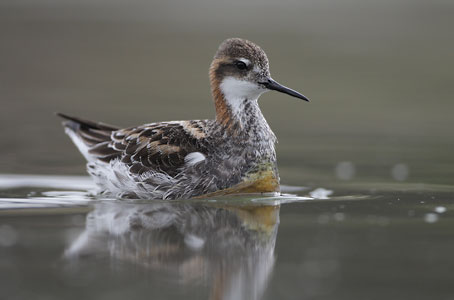 Red-necked Phalarope (Phalaropus lobatus) photo