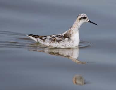 Red-necked Phalarope (Phalaropus lobatus) photo