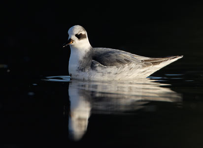 Red Phalarope (Phalaropus fulicaria) photo