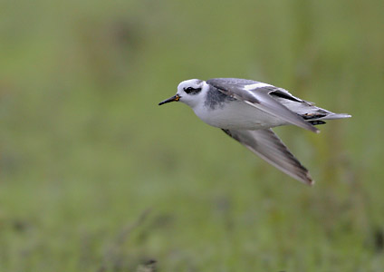 Red Phalarope (Phalaropus fulicaria) photo