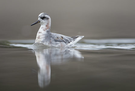 Red Phalarope (Phalaropus fulicaria) photo