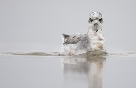 Red Phalarope (Phalaropus fulicaria) photo