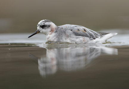 Red Phalarope (Phalaropus fulicaria) photo