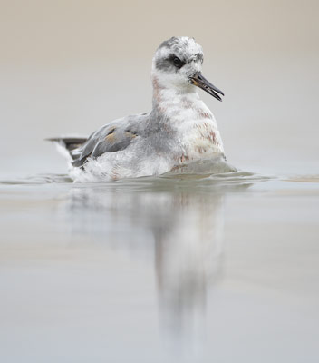Red Phalarope (Phalaropus fulicaria) photo