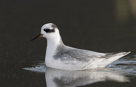 Red Phalarope (Phalaropus fulicaria) photo