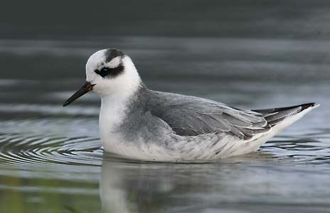 Red Phalarope (Phalaropus fulicaria) photo