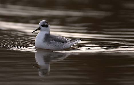 Red Phalarope (Phalaropus fulicaria) photo