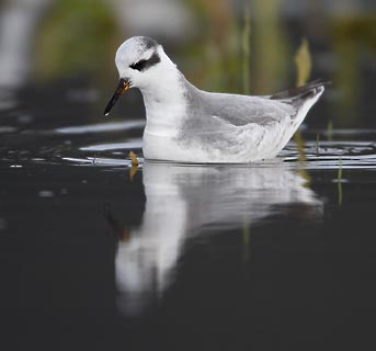 Red Phalarope (Phalaropus fulicaria) photo