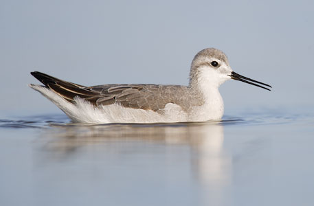 Wilson's Phalarope (Phalaropus tricolor) photo